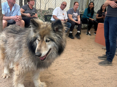 Sedona Wolf Sanctuary-Rimrock必去景点