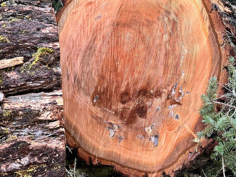 Armstrong Redwood State Reserve-Guerneville必去景点