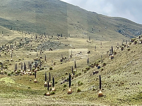 Nevado Pastoruri-瓦拉斯必去景点