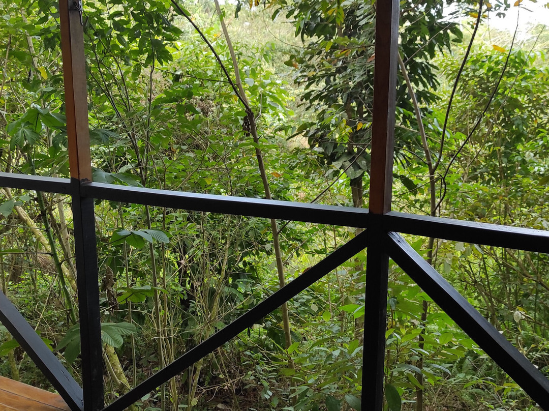 Onca Tours & Treehouses