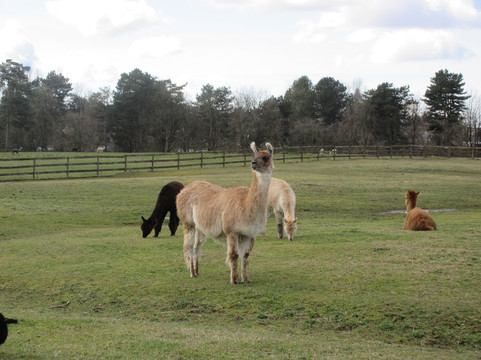Kensington Prairie Farm