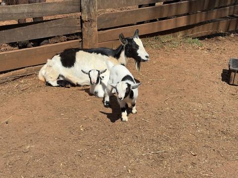 Fazendinha Zoomix-Franca必去景点