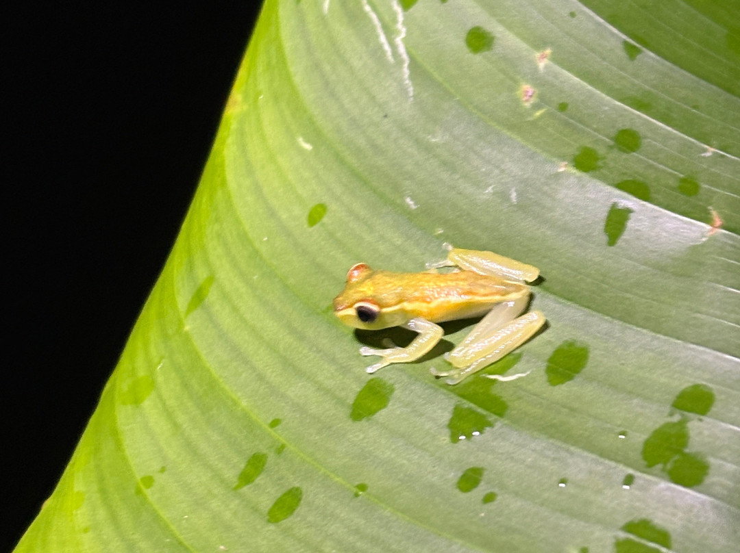 Tapir Valley Nature Reserve-Bijagua de Upala必去景点
