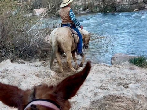 Canyon Trail Rides-锡安国家公园必去景点