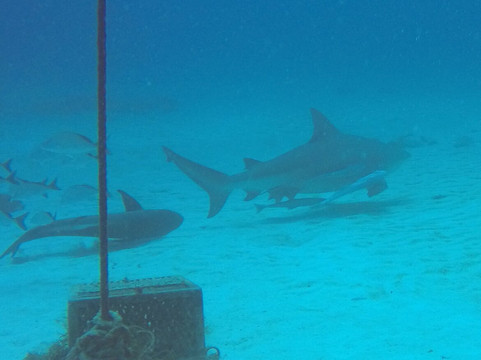 The Reef Marina-普拉亚德尔卡曼必去景点
