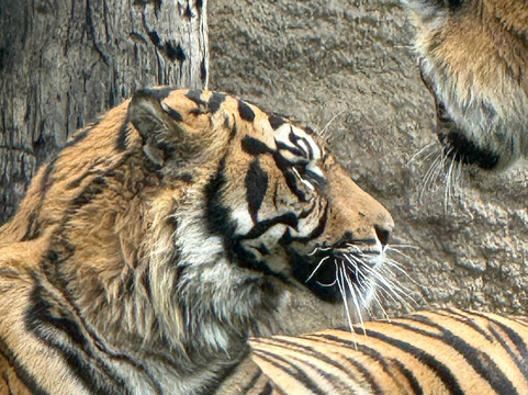 Bioparc Fuengirola-福恩吉罗拉必去景点