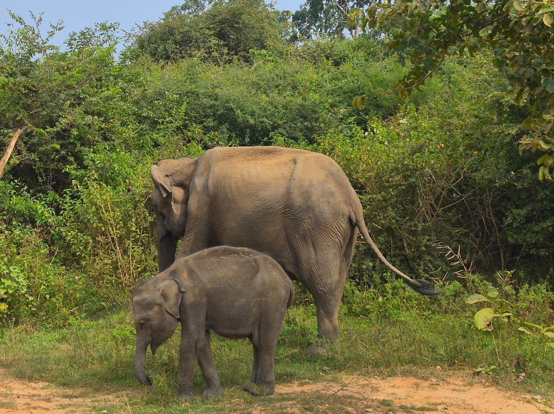 Udawalawe National Park Safari-乌达瓦拉瓦必去景点