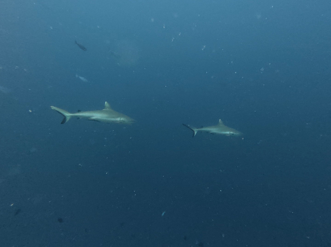 Diving Bluetribe Moofushi-南阿里环礁必去景点