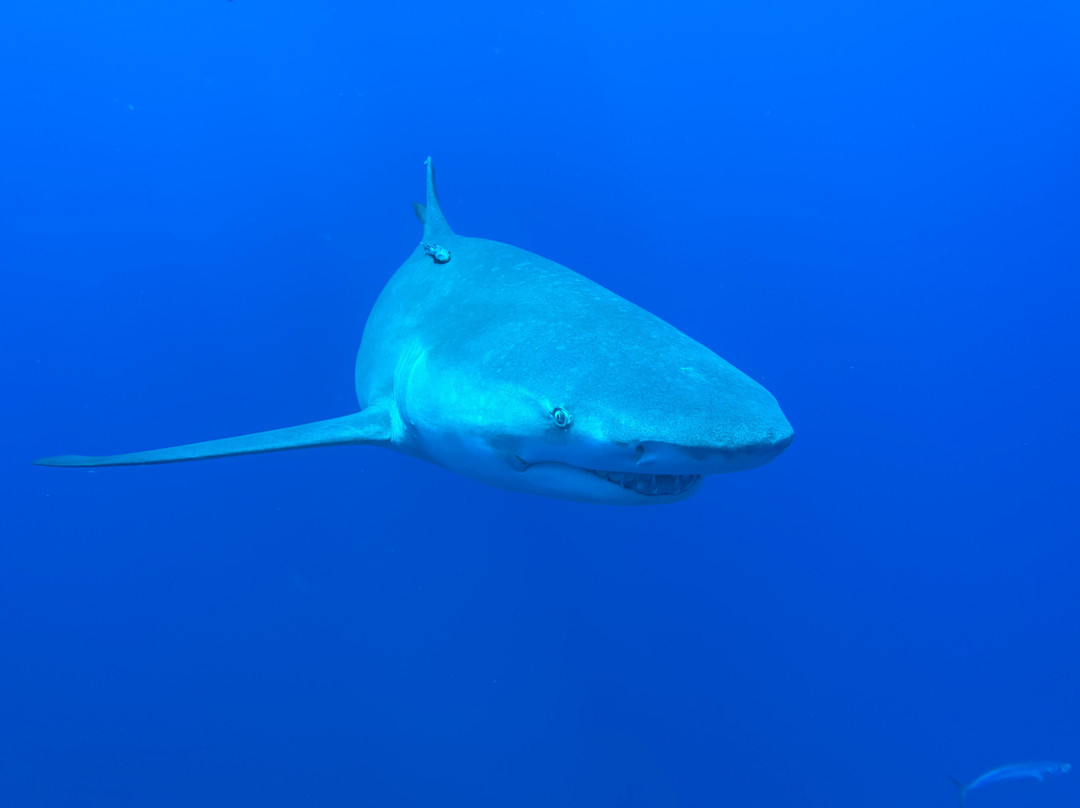 Calypso Dive Charters-Riviera Beach必去景点