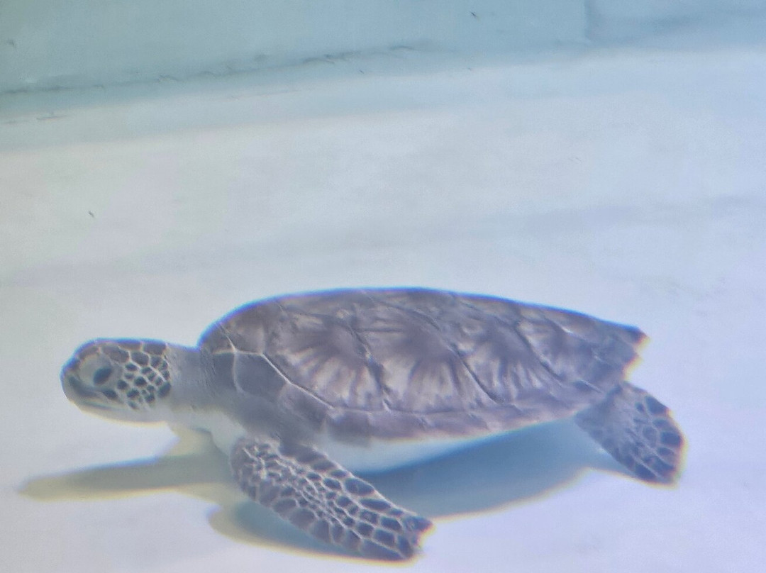 Sea Turtle, Inc.-南帕诸岛必去景点