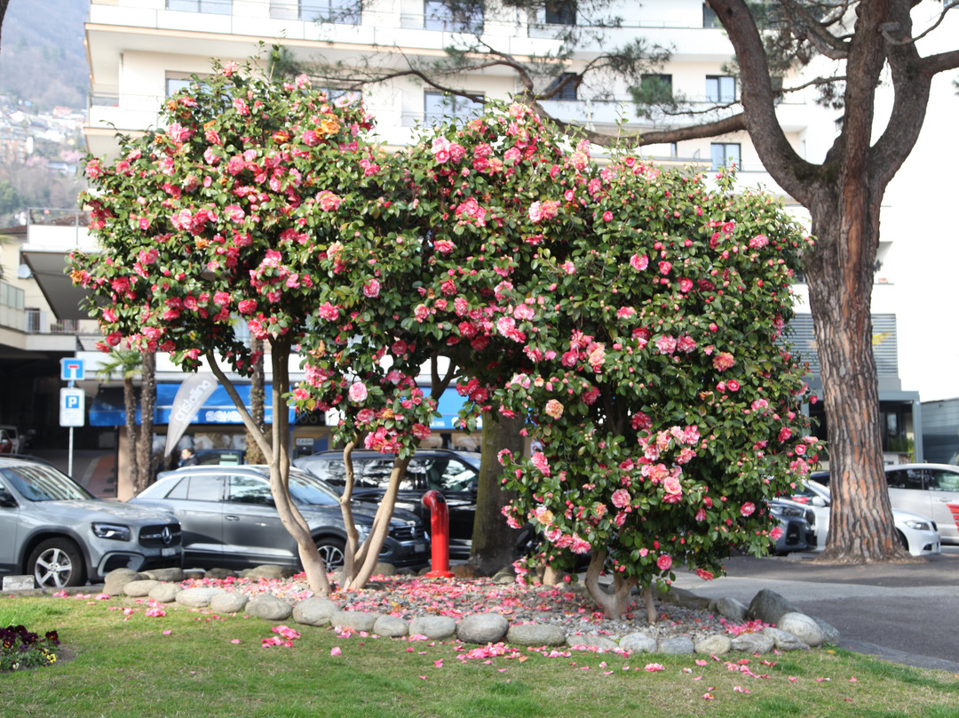 Seepromenade Von Locarno-洛迦诺必去景点