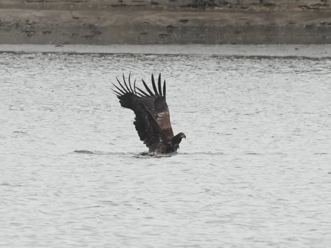 Birds Of Poole Harbour Events-普尔必去景点