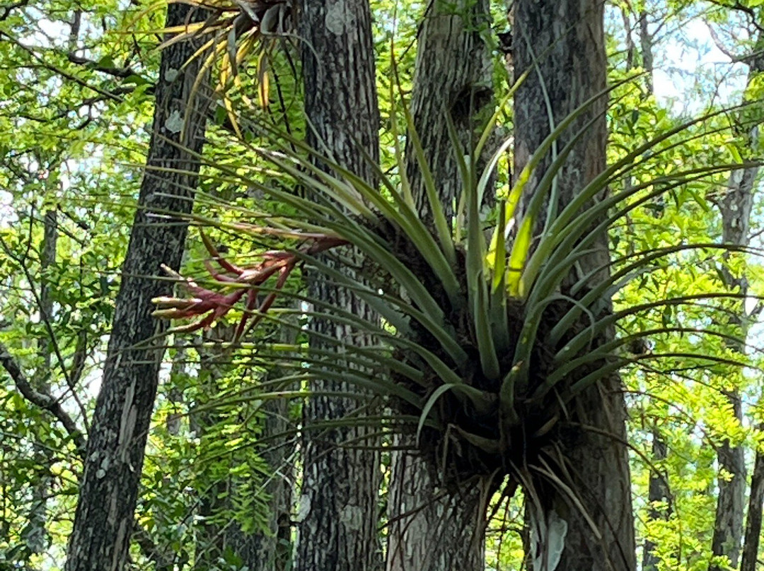 Six Mile Cypress Slough Preserve-迈尔斯堡必去景点