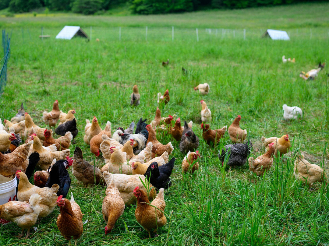 The Bovina Center for Sustainability