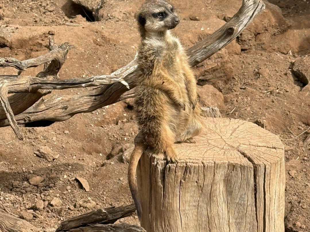 帕尔米图斯动植物园-马斯帕洛马斯必去景点