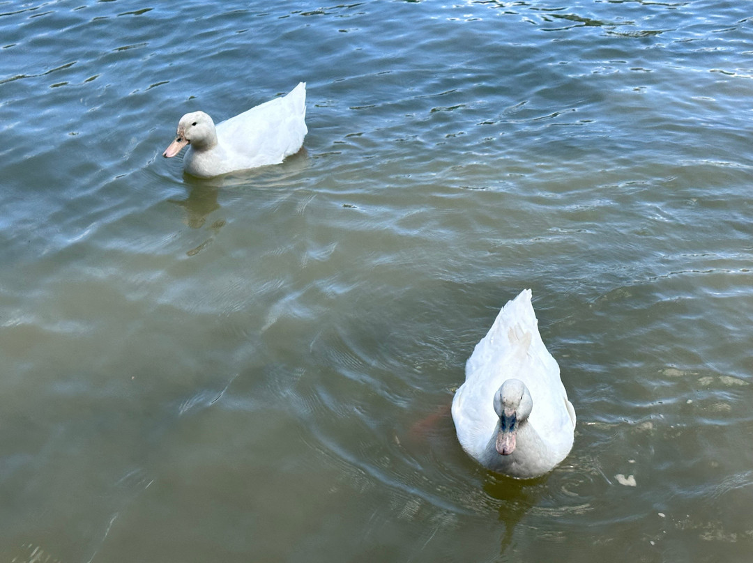Blue Ridge Boat Rentals-Morganton必去景点
