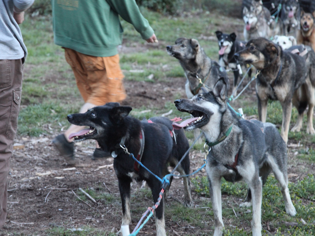 Waylon's Way Dog Sledding-McCarthy必去景点