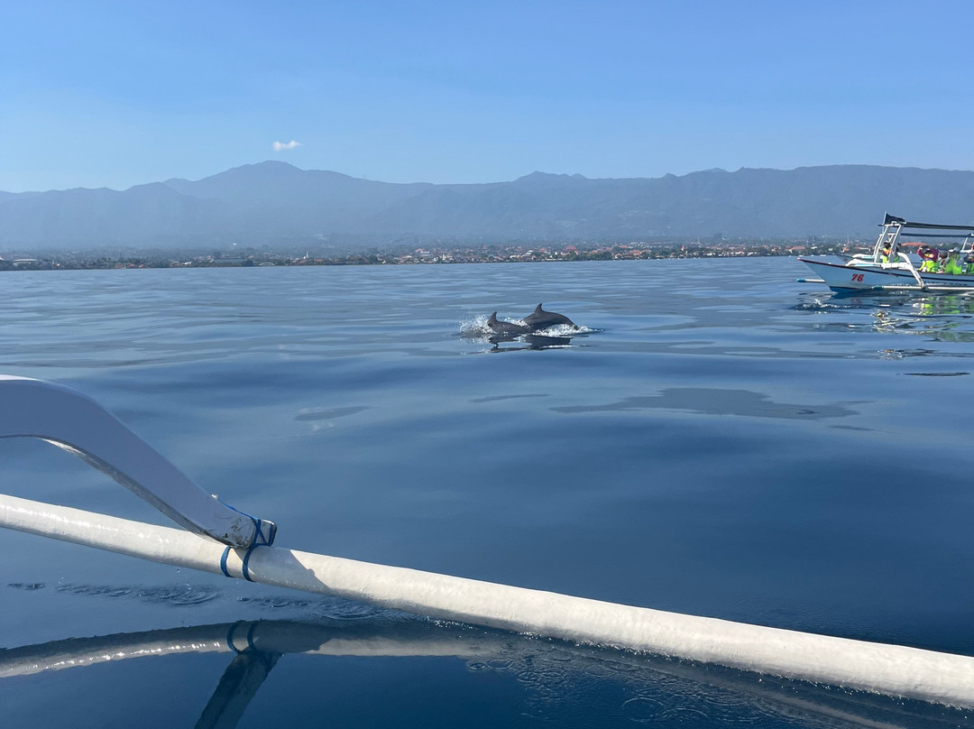 dolphin Lovina tours-罗威那海滩必去景点