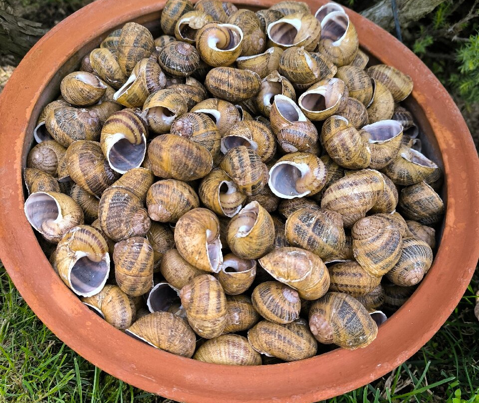 Snail Farm & Restaurant Eco - Telus-Balgarevo必去景点