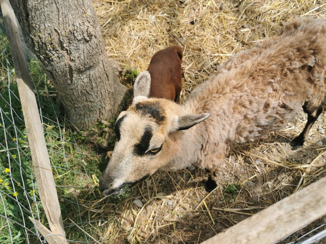 Ktíma - Zoo Park Polyzogópoulou-Amaliada必去景点