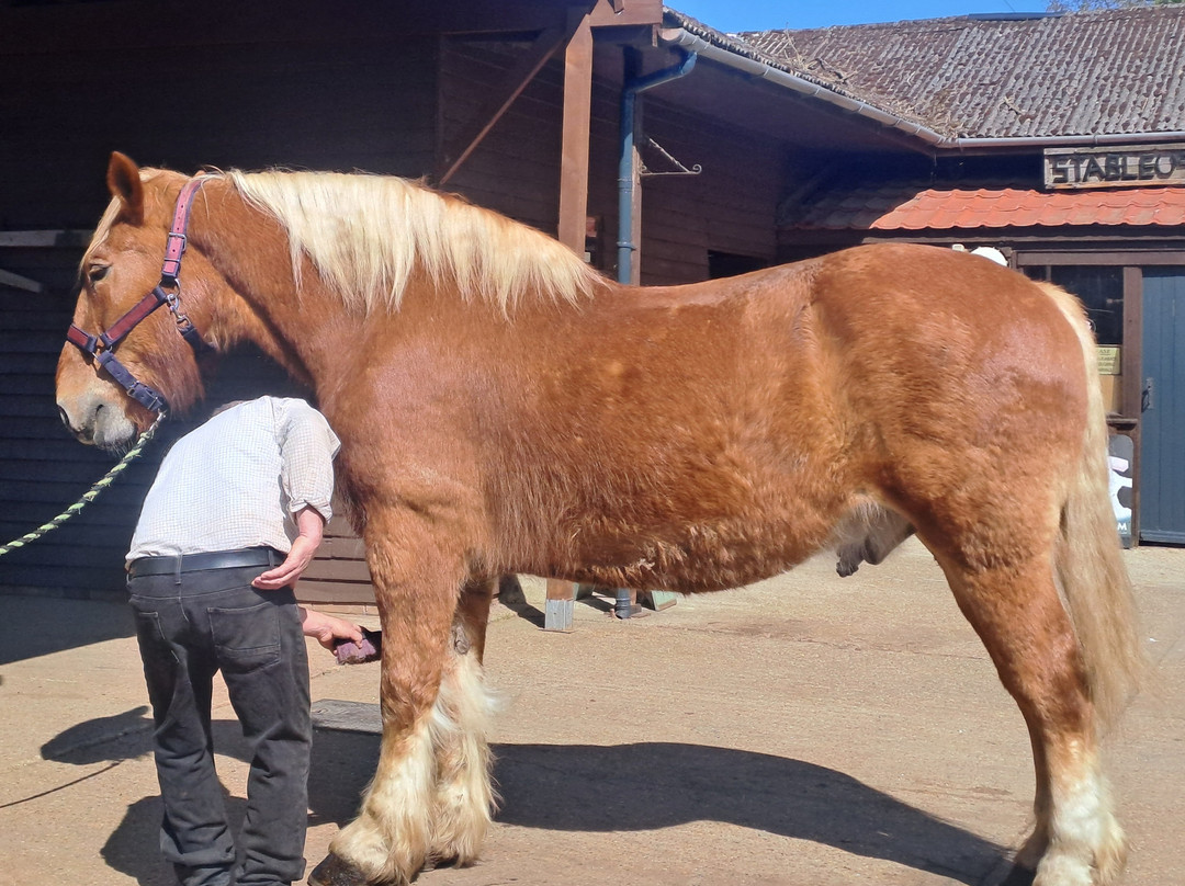 Dorset Heavy Horse Farm Park-Verwood必去景点