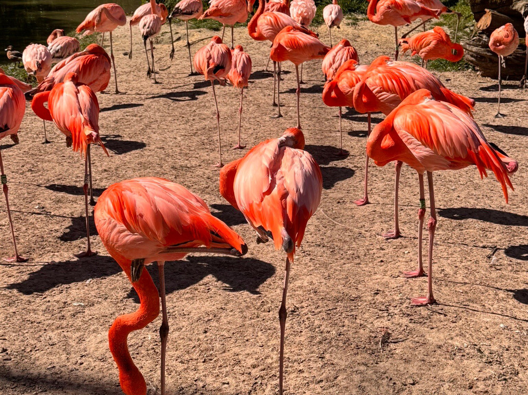 Parc Zoologique Cerza-Hermival-les-Vaux必去景点