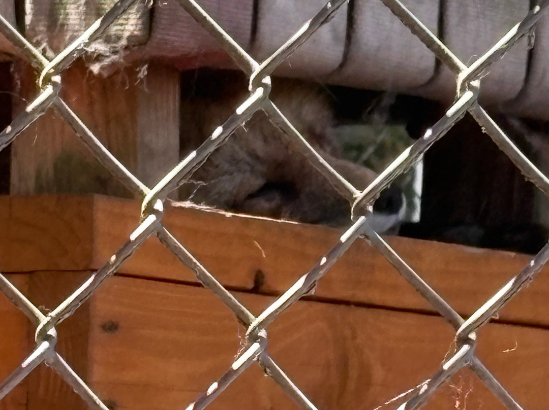 Shy Wolf Sanctuary Education & Experience Center-Golden Gate必去景点