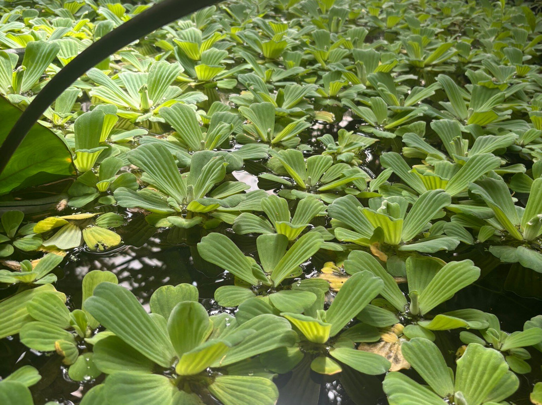 The Living Rainforest-纽伯里必去景点