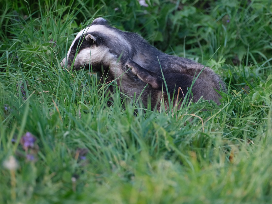 Badger Watch Dorset-Buckland Newton必去景点