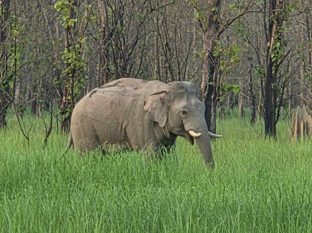 Dudhwa National Park-Dudhwa National Park必去景点