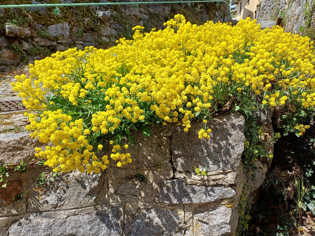 The Alta Valle del Cervo-Campiglia Cervo必去景点