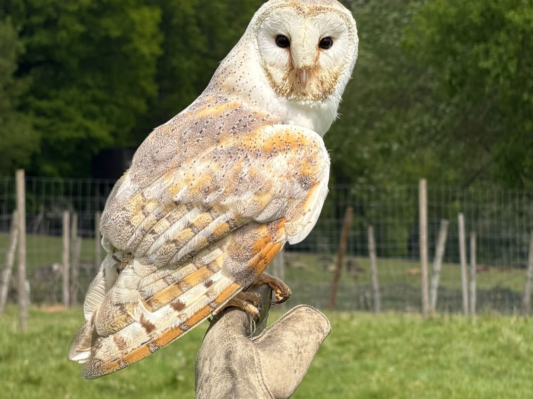 UK Owl And Raptor Centre-Groombridge必去景点