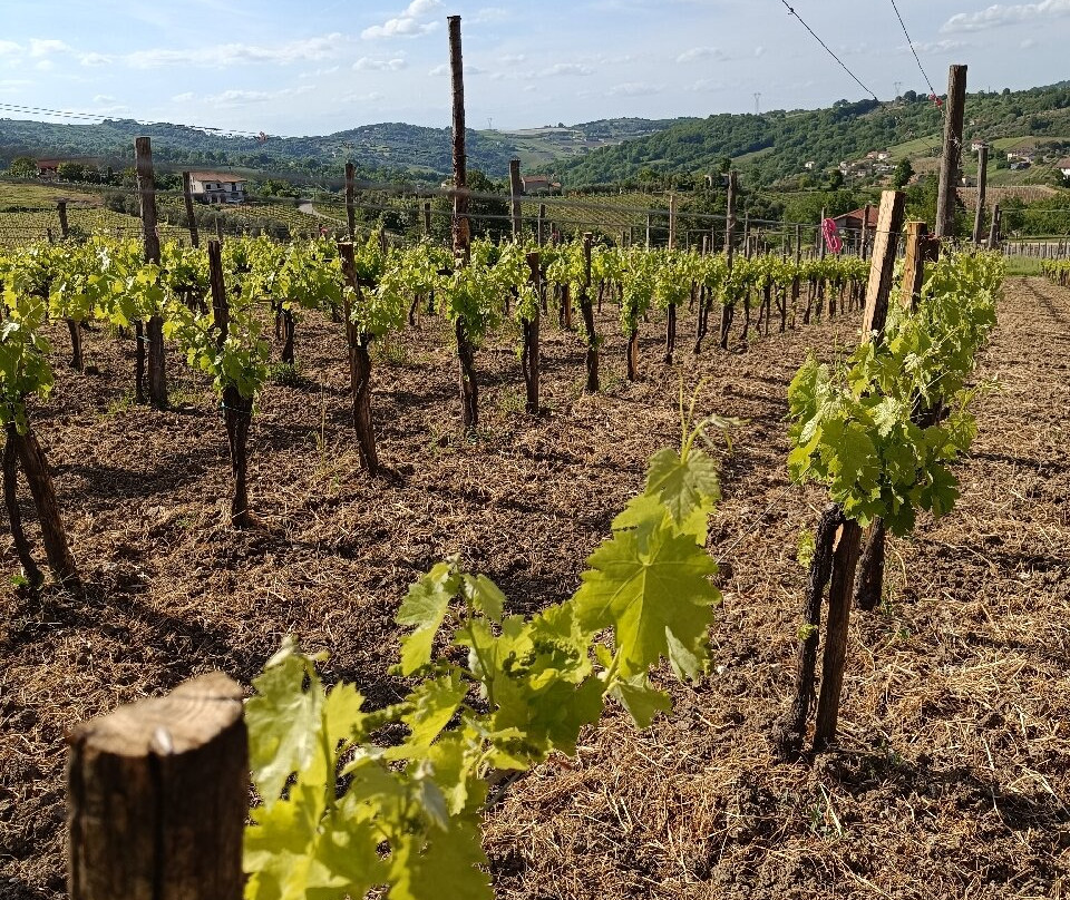 Azienda Agricola Adelina Molettieri-Montemarano必去景点