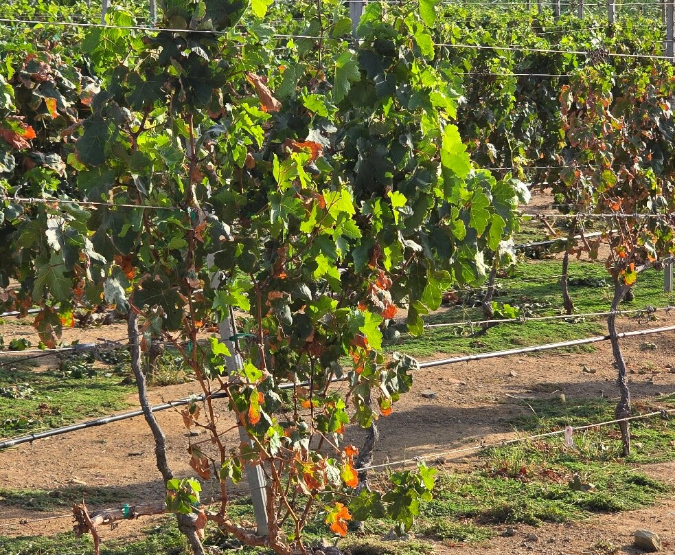 Alto Vista Winery-Noord必去景点