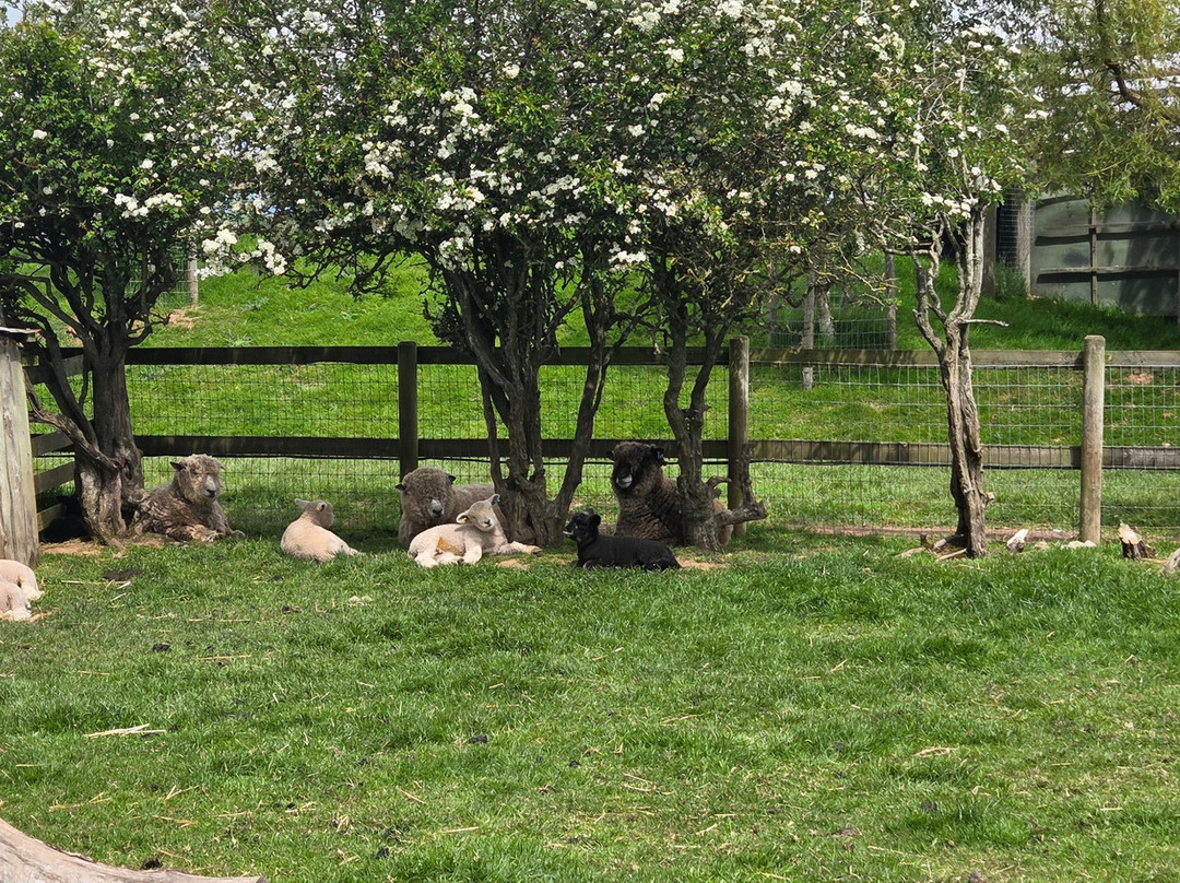 Small Breeds Farm Park-Kington必去景点