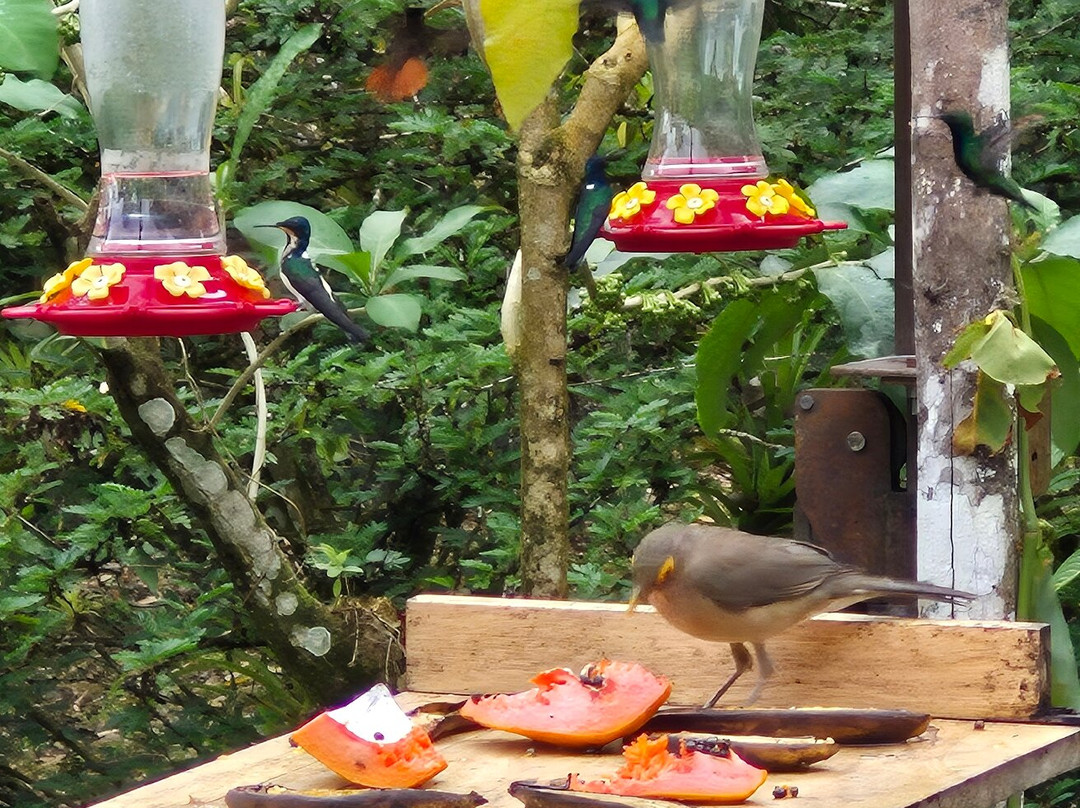 Hadco Experiences At Asa Wright Nature Centre-特立尼达必去景点