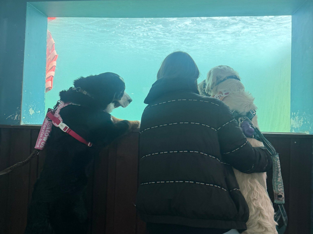 Cornish Seal Sanctuary-Gweek必去景点