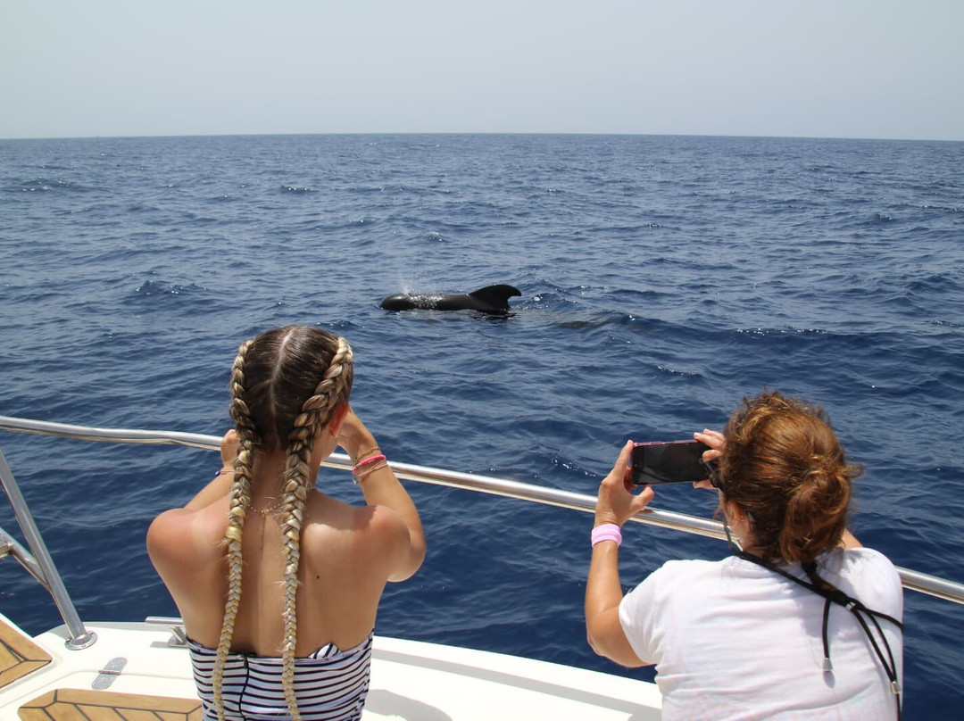 Atlantic Eco Experience | Whale Watching Tenerife-奥德杰海岸必去景点