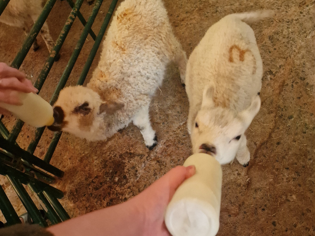 Cantref Adventure Farm and Riding Centre-布雷肯必去景点