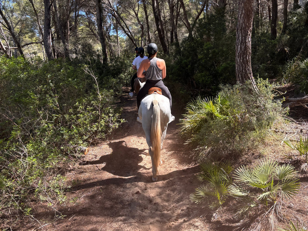 Hipico Cala Ratjada Eddi's Reitstall-Cala Ratjada必去景点
