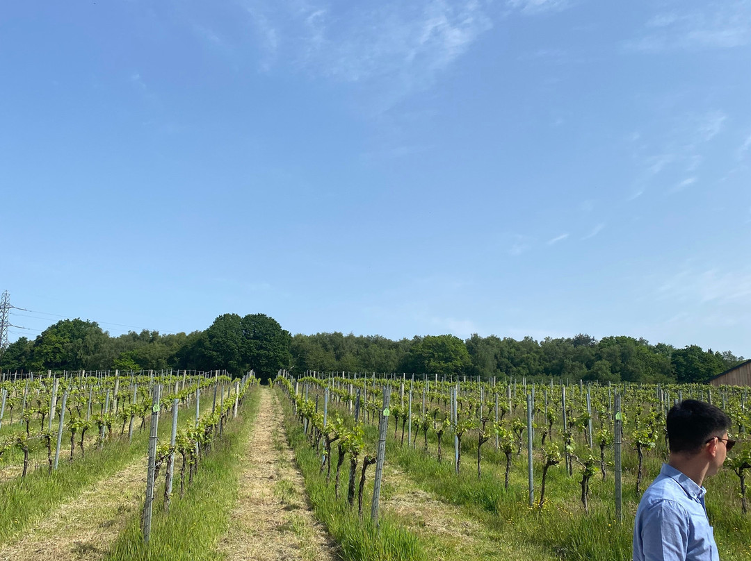 Bolney Wine Estate-Bolney必去景点