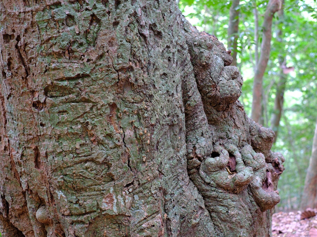 乌达瓦塔凯勒保护区-康提必去景点