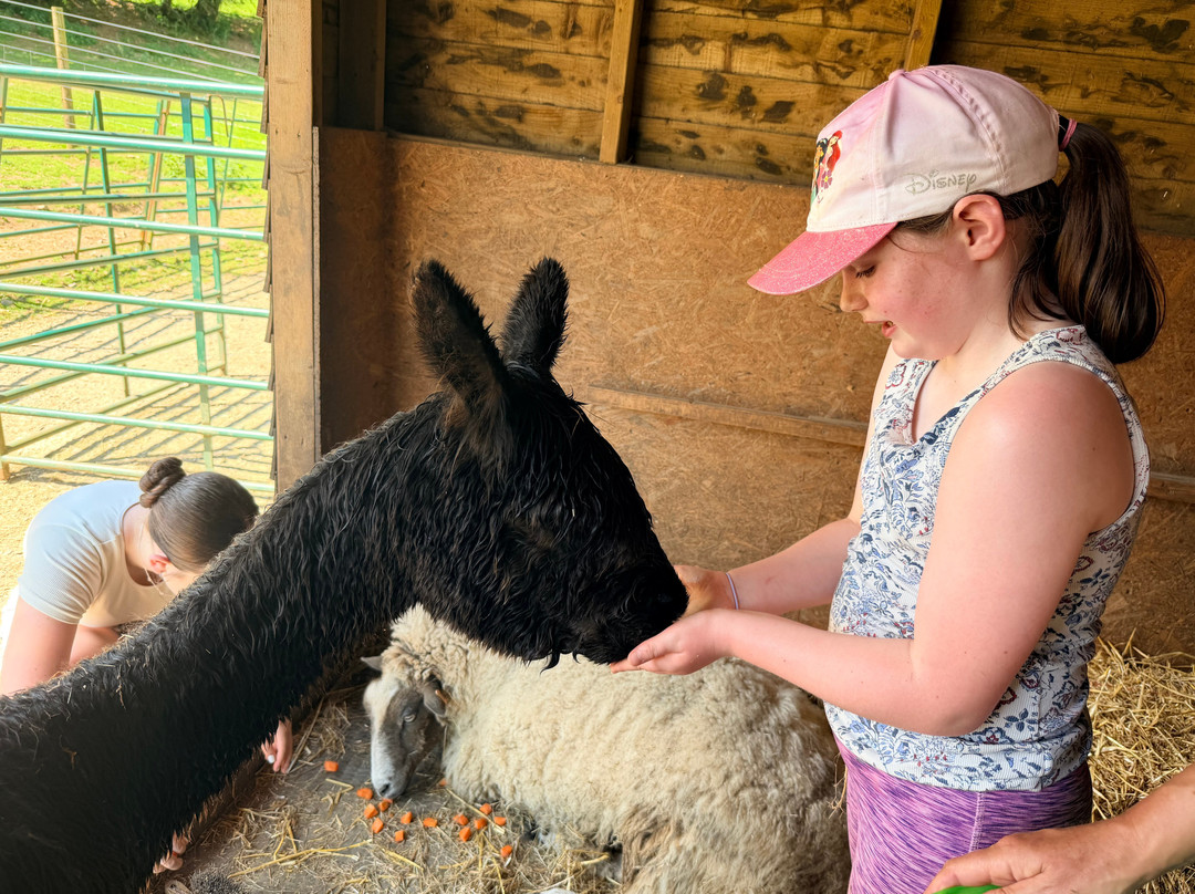 Lydford Gorge Alpacas-Lydford必去景点