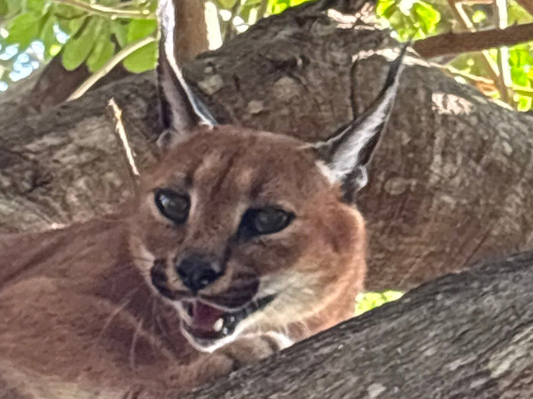 Zululand Cat Conservation Project-Hluhluwe Game Reserve必去景点
