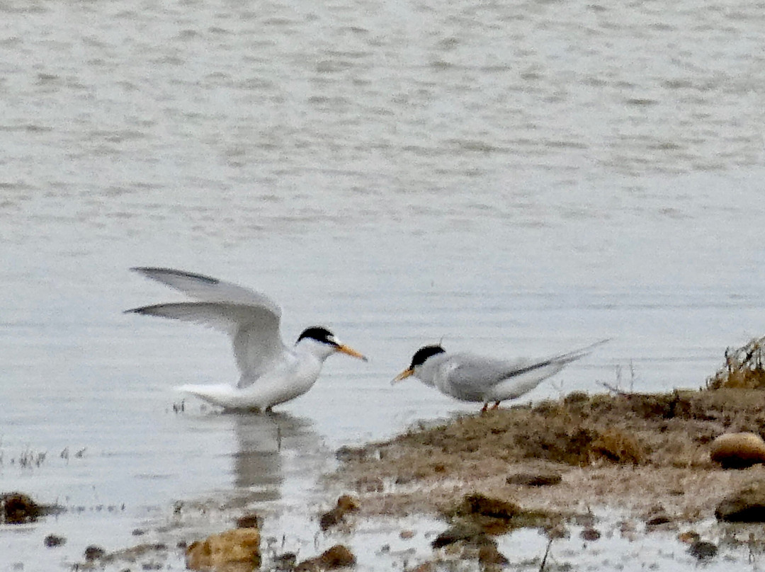 Spurn Bird Observatory-Kilnsea必去景点
