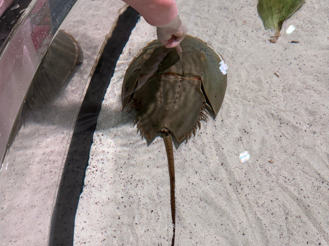 South Carolina Aquarium-查尔斯顿必去景点