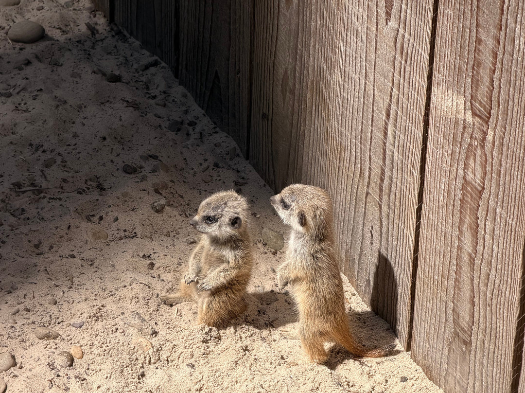 Blair Drummond Safari & Adventure Park-斯特灵必去景点
