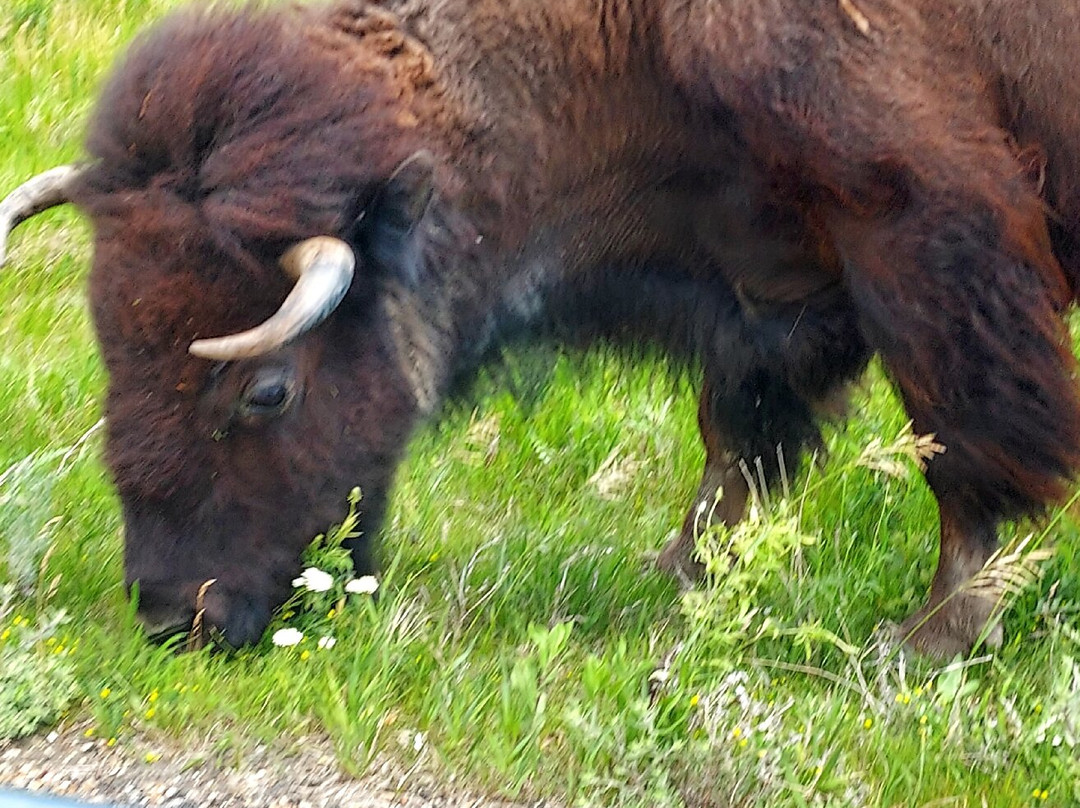 Theodore Roosevelt National Park-Medora必去景点