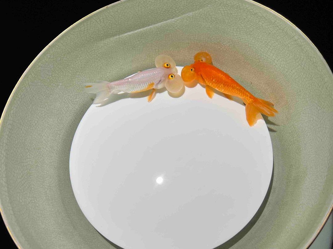 Art Aquarium-Ginza必去景点