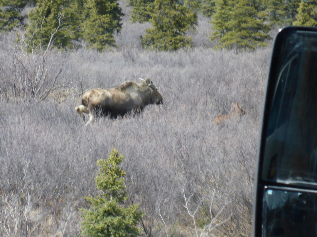 Tundra Wilderness Tour-Denali Park必去景点
